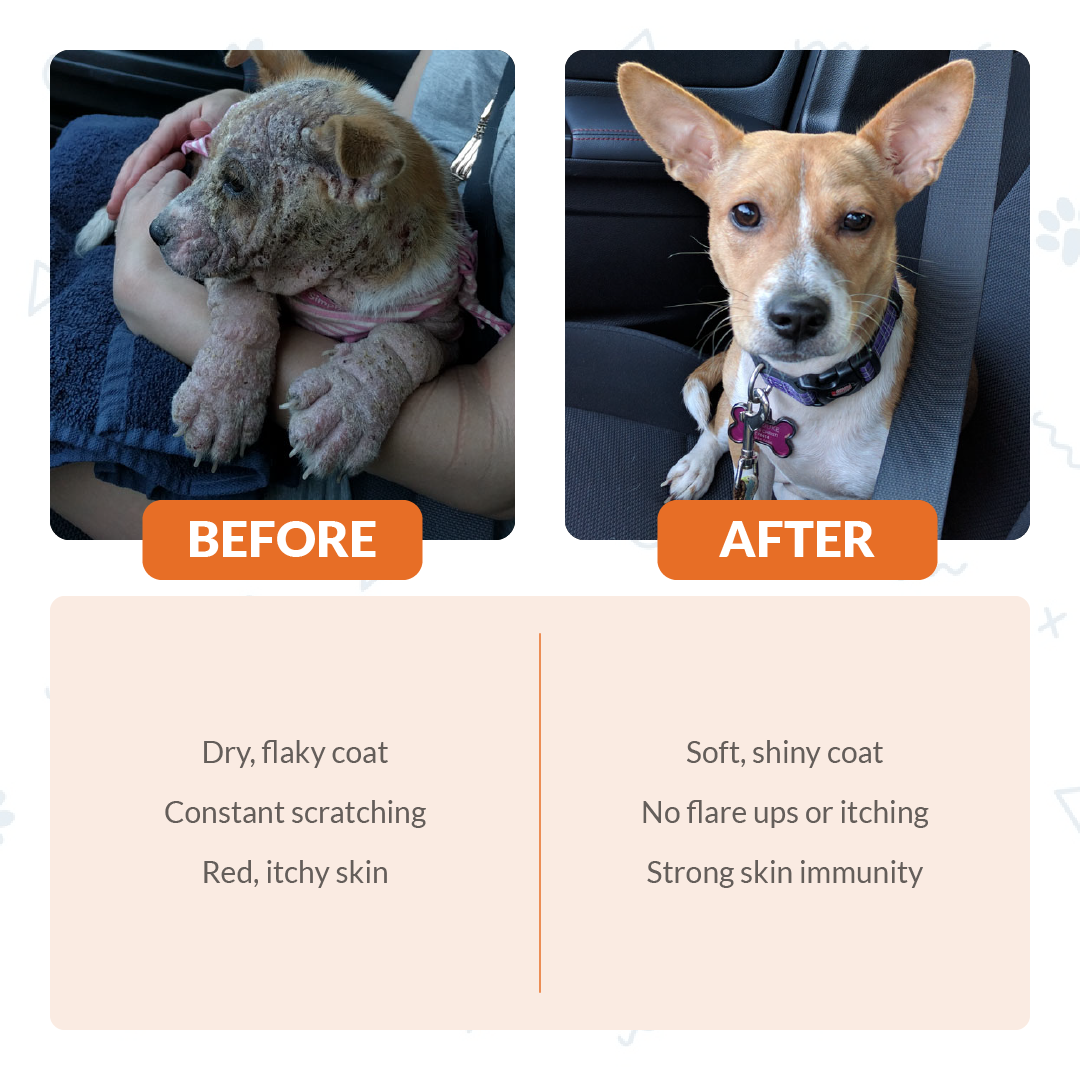 FurryWell | Pre & Probiotics (Skin)